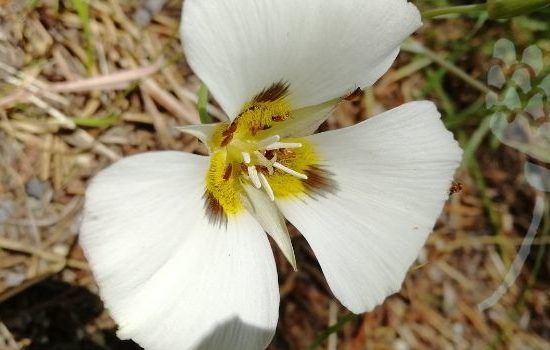 hart van bloem met insecten