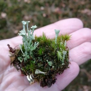micro mossen op een hand