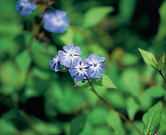 Cerato bloem voor hooggevoeligheid