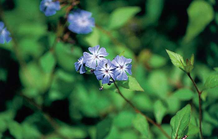 Cerato bloem voor hooggevoeligheid