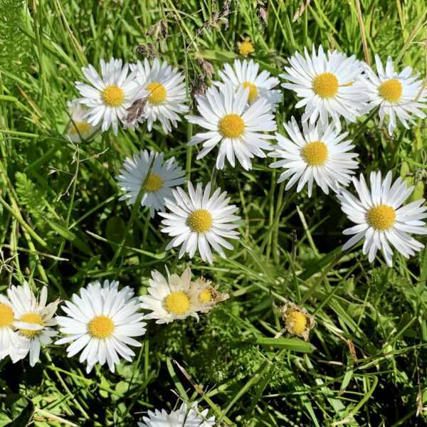 madeliefjes zomer